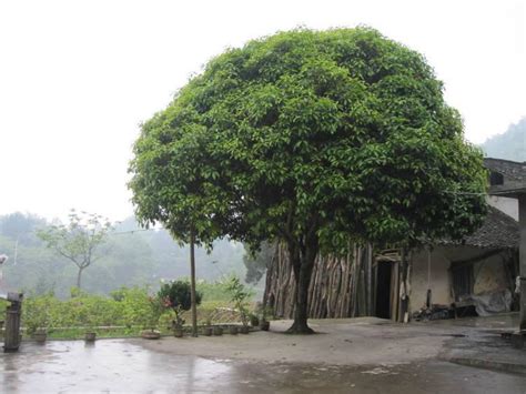 门前树风水